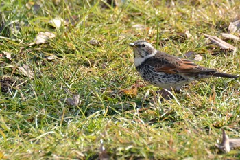 Dusky Thrush Nogawa Tue, 1/21/2020