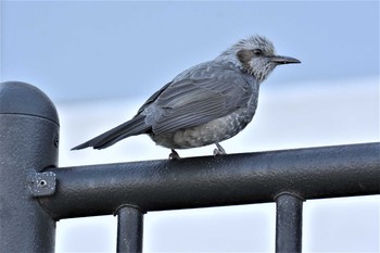 ヒヨドリ 野川 2020年1月21日(火)