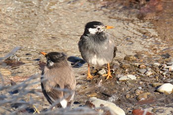 White-cheeked Starling Nogawa Tue, 1/21/2020