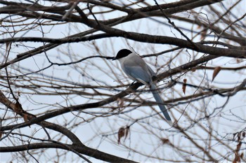 Azure-winged Magpie 神代植物公園 Thu, 1/23/2020