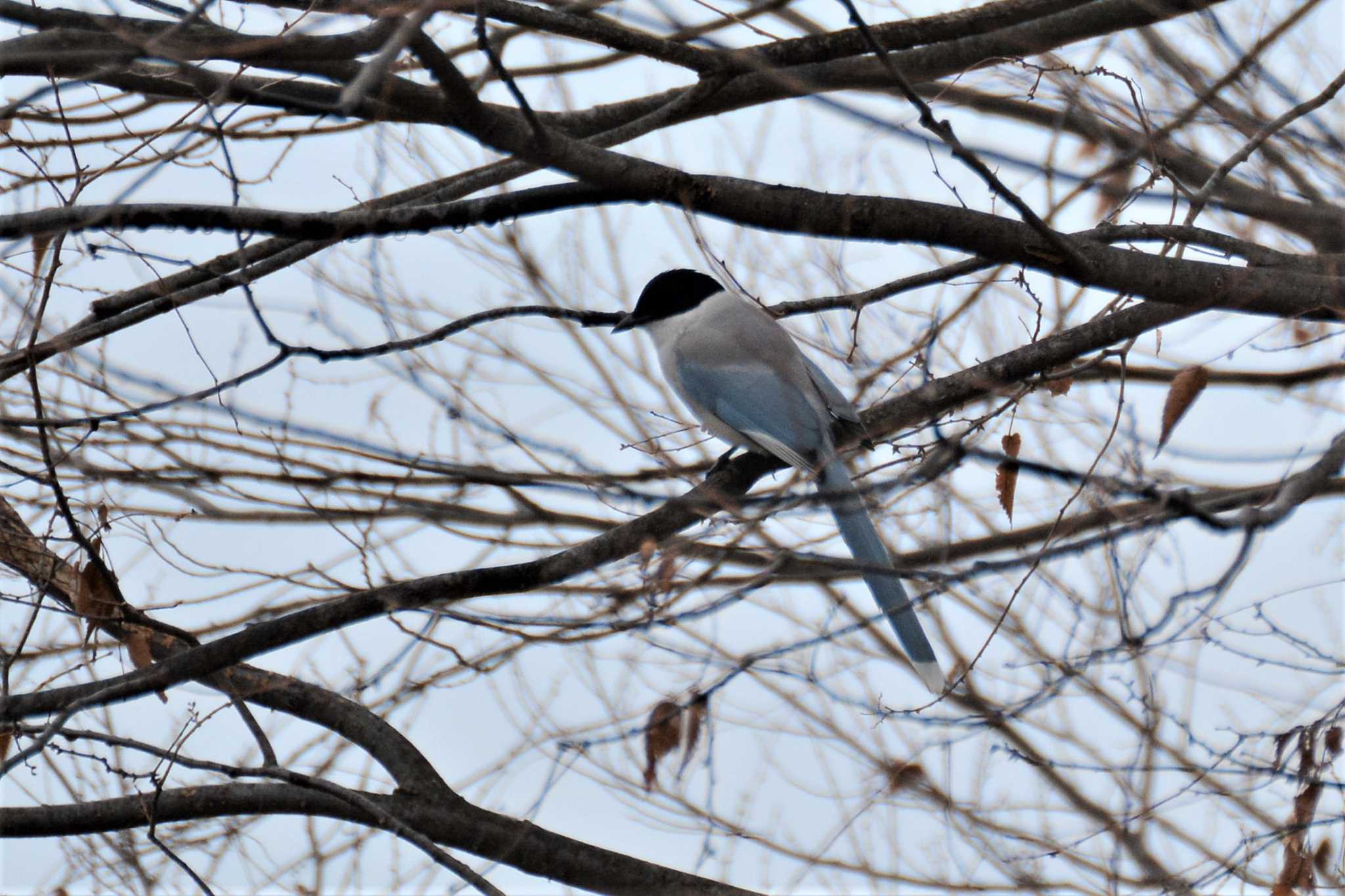 Photo of Azure-winged Magpie at 神代植物公園 by geto