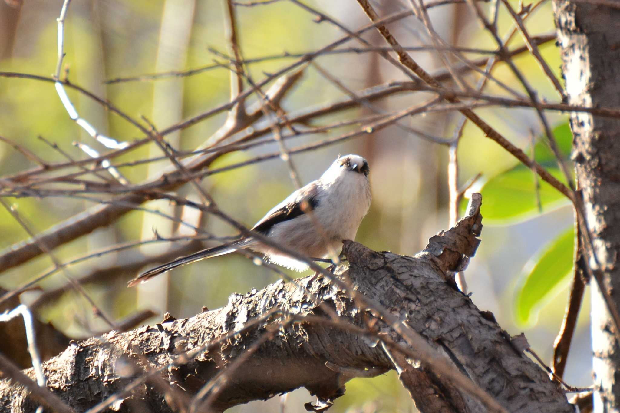 Photo of Long-tailed Tit at 神代植物公園 by geto