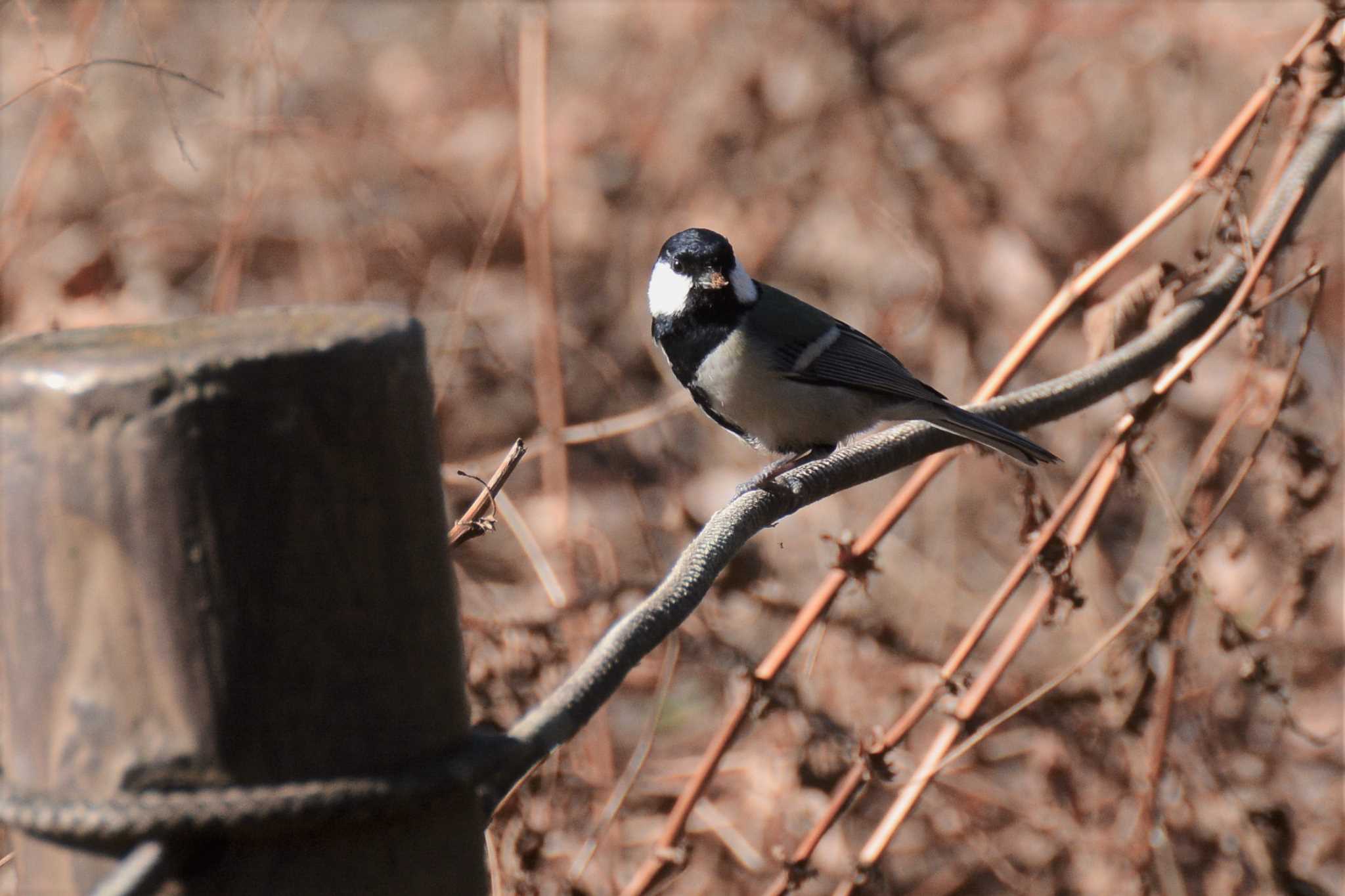 Photo of Japanese Tit at 神代植物公園 by geto