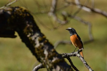 Daurian Redstart 神代植物公園 Thu, 1/9/2020