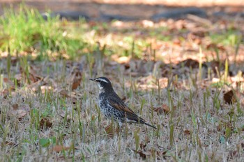 Thu, 1/9/2020 Birding report at 神代植物公園