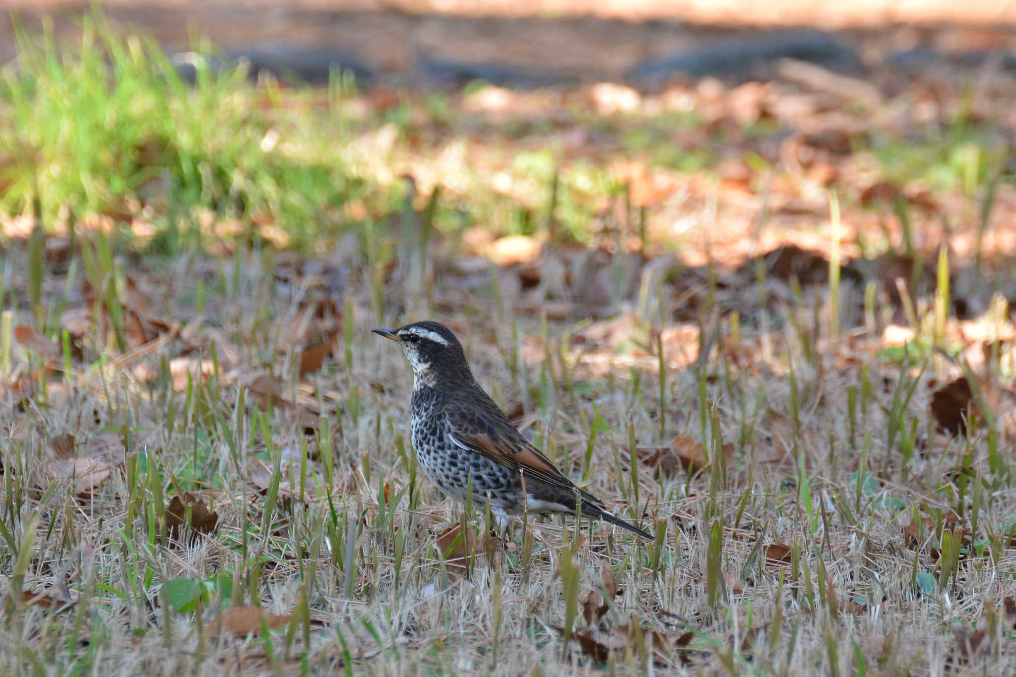 Photo of Dusky Thrush at 神代植物公園 by geto