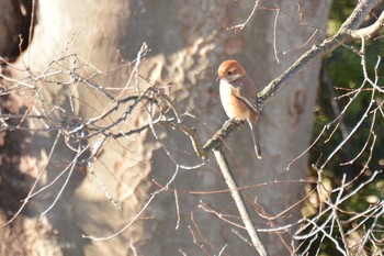 Bull-headed Shrike 神代植物公園 Fri, 1/10/2020