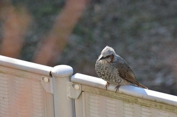 Brown-eared Bulbul 神代植物公園 Fri, 1/10/2020