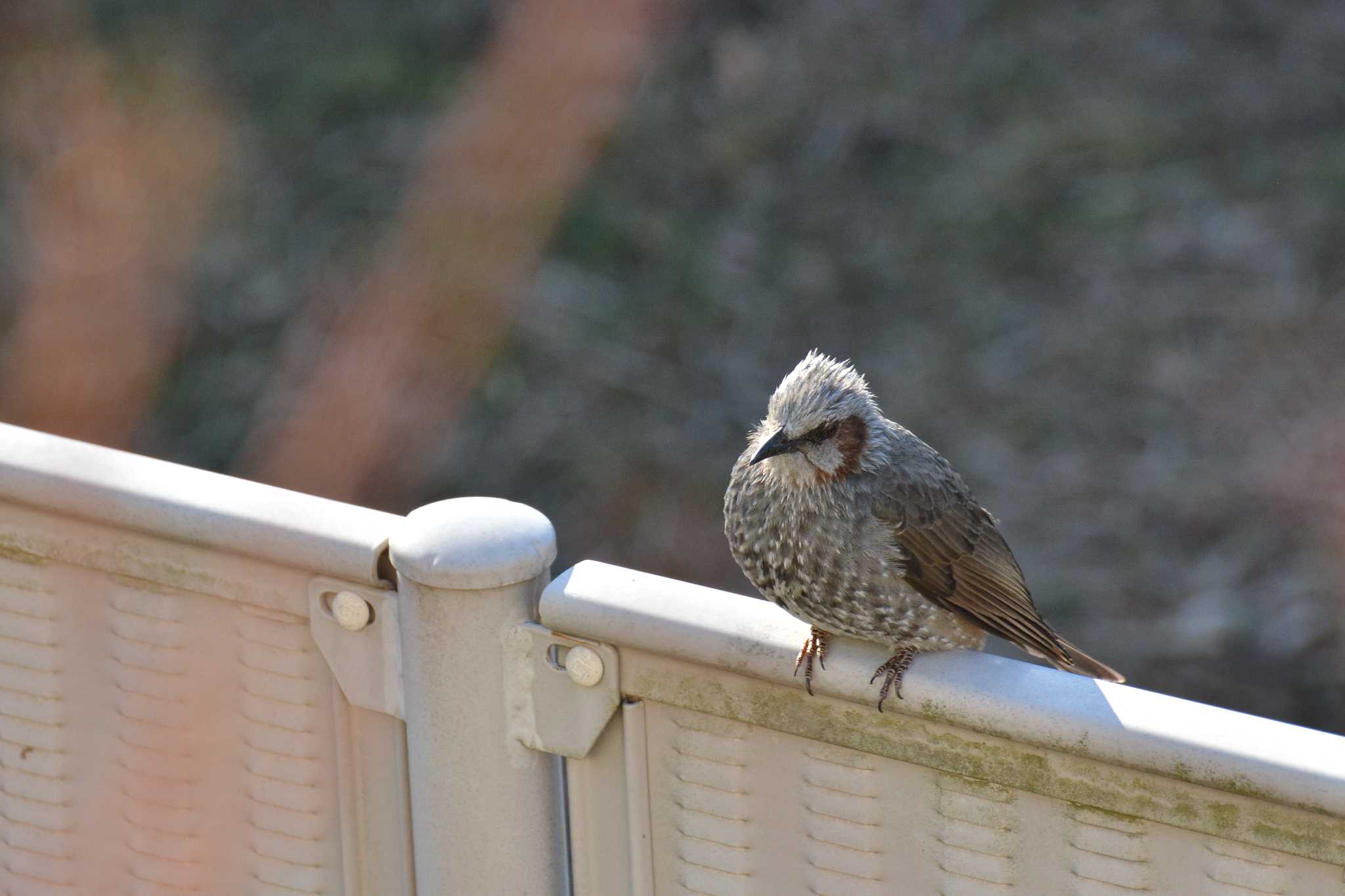 Photo of Brown-eared Bulbul at 神代植物公園 by geto