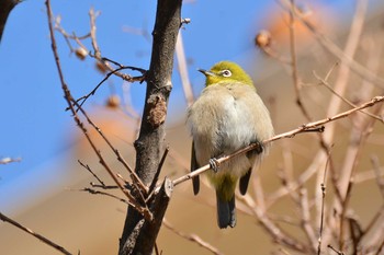 2020年1月20日(月) 野川の野鳥観察記録