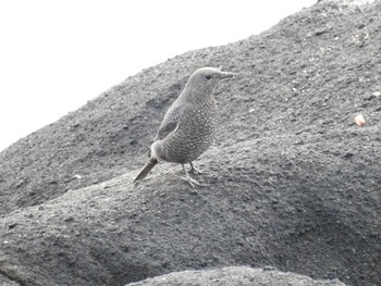 Blue Rock Thrush 城ヶ島公園 Sun, 1/12/2020