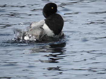 Greater Scaup 城ヶ島公園 Sun, 1/12/2020