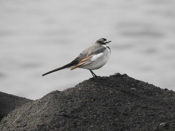 White Wagtail 城ヶ島公園 Sun, 1/12/2020