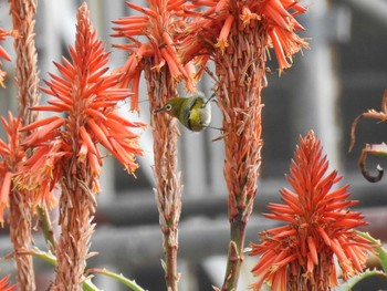 Warbling White-eye 城ヶ島公園 Sun, 1/12/2020