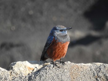 Blue Rock Thrush 城ヶ島公園 Sun, 1/12/2020