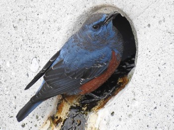 Blue Rock Thrush 城ヶ島公園 Sun, 1/12/2020