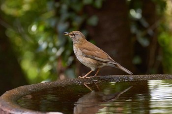 Pale Thrush 権現山(弘法山公園) Sun, 11/19/2017