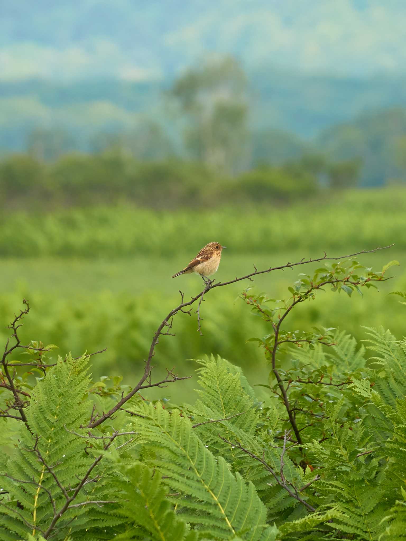 Photo of Amur Stonechat at Ozegahara by Shinichi.JPN