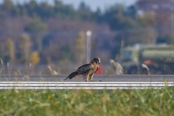 Black Kite 百里基地 Sat, 12/1/2018