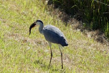 Grey Heron Musashino-no-mori Park Sun, 8/7/2016