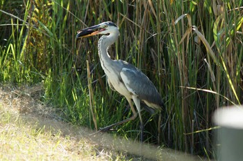 Grey Heron Musashino-no-mori Park Sun, 8/7/2016