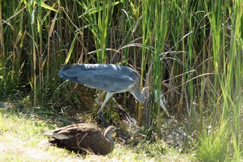 Grey Heron Musashino-no-mori Park Sun, 8/7/2016