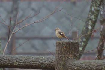 Daurian Redstart Kobe Forest Botanic Garden Thu, 1/23/2020