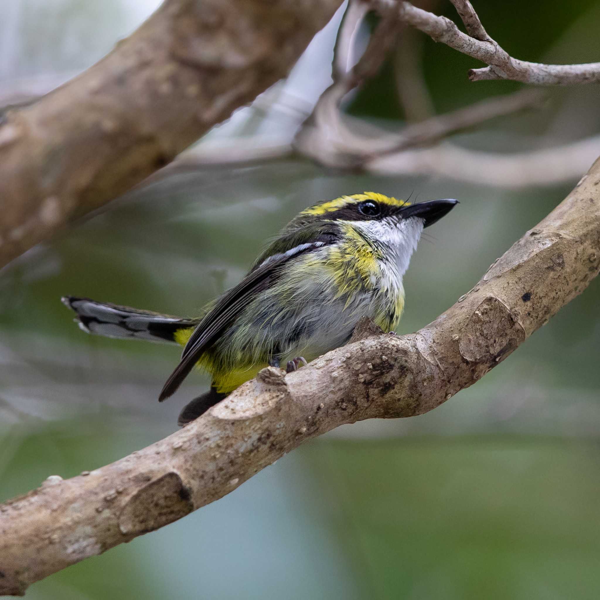 Photo of Yellow-breasted Boatbill at Kingfisher Park Lodge by Trio