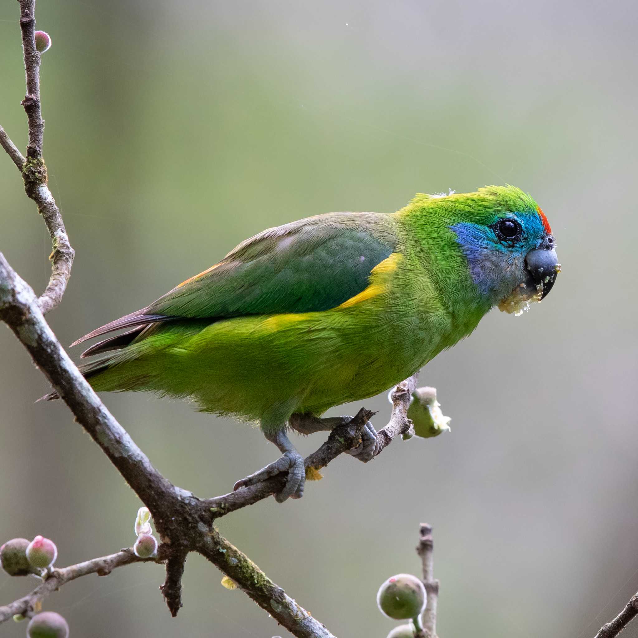 イチジクインコ