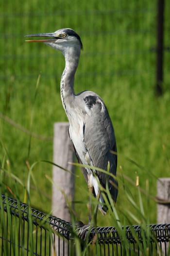 Grey Heron Musashino-no-mori Park Sat, 9/10/2016