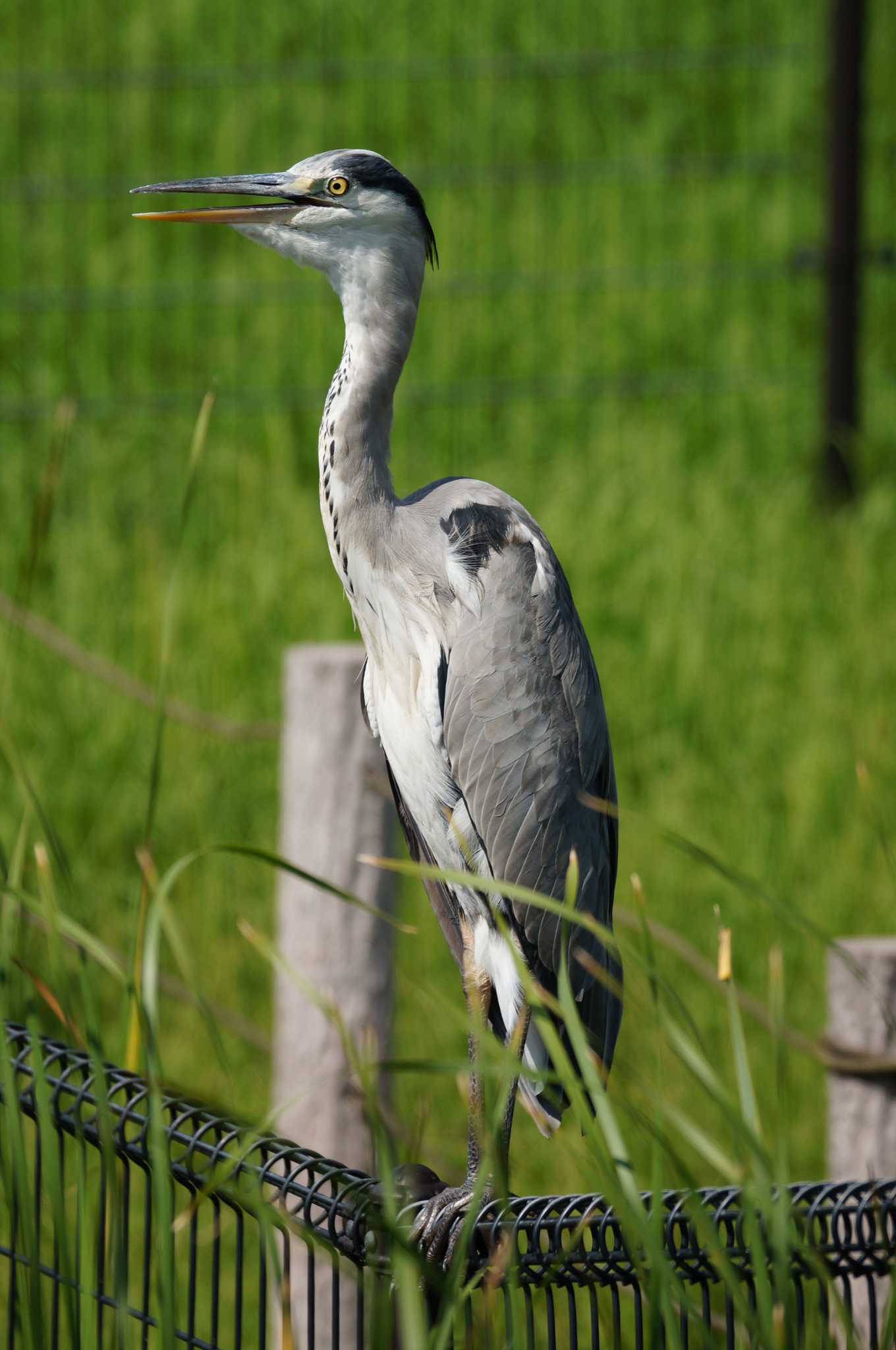 武蔵野の森公園 アオサギの写真 by Shinichi.JPN