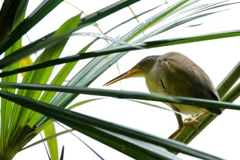 ヨシゴイ シンガポール植物園 2019年11月30日(土)