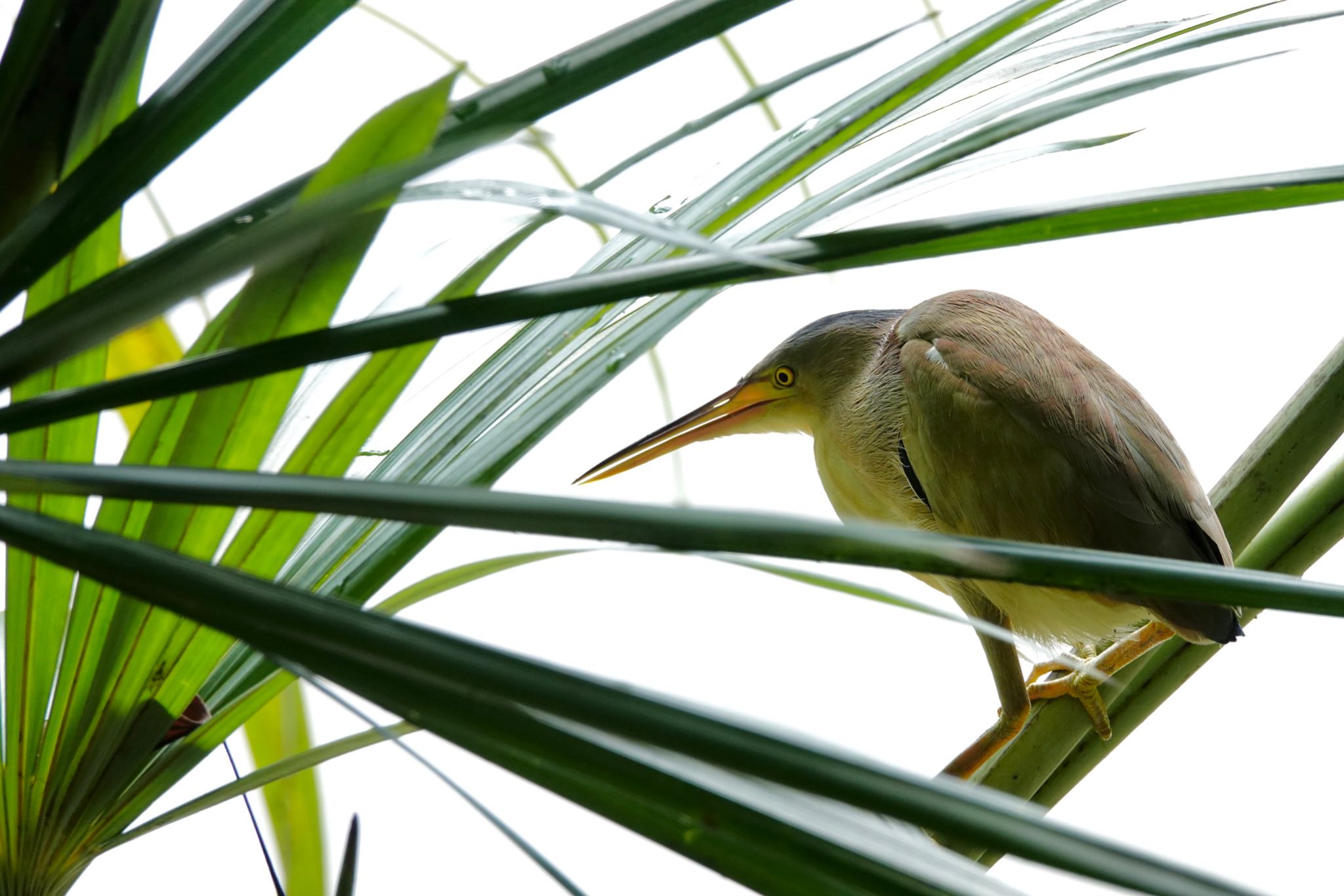 Photo of Yellow Bittern at Singapore Botanic Gardens by のどか