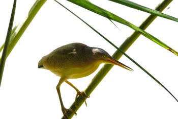 ヨシゴイ シンガポール植物園 2019年11月30日(土)