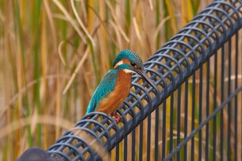 カワセミ 武蔵野の森公園 修景池 2017年11月1日(水)