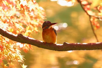 カワセミ 薬師池公園 2017年11月25日(土)