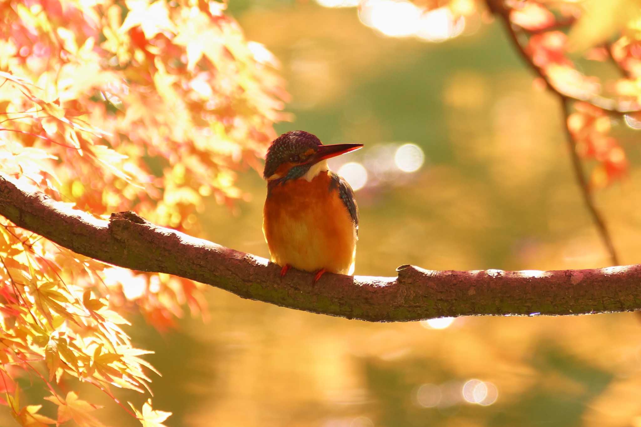 薬師池公園 カワセミの写真 by Shinichi.JPN