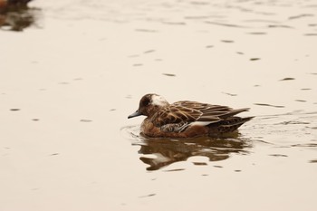 Eurasian Wigeon 牧野ヶ池緑地 Mon, 1/7/2019