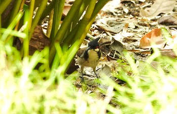 コウラウン シンガポール植物園 2019年11月30日(土)