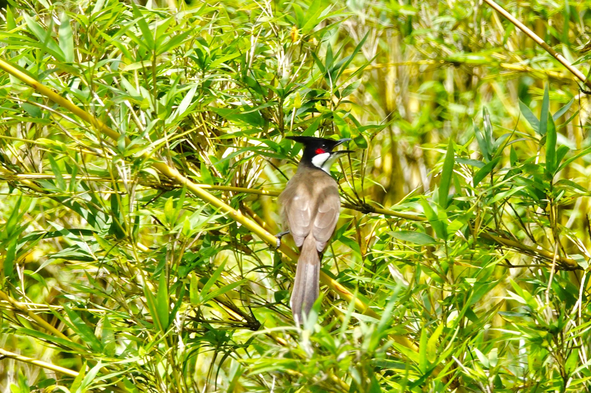 Photo of Red-whiskered Bulbul at Singapore Botanic Gardens by のどか