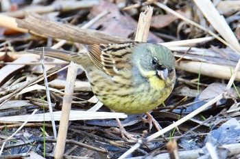 アオジ 舞岡公園 2020年1月20日(月)