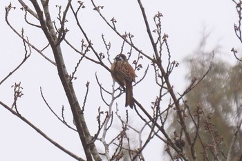 Meadow Bunting Kobe Forest Botanic Garden Thu, 1/23/2020