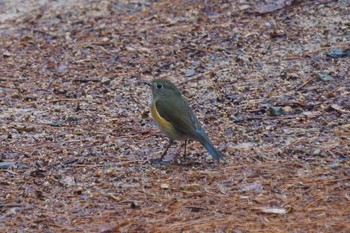 Red-flanked Bluetail Kobe Forest Botanic Garden Thu, 1/23/2020