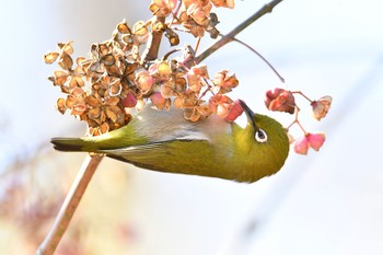 メジロ 舞岡公園 2020年1月20日(月)