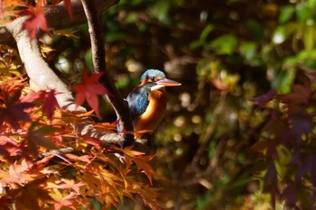 カワセミ 薬師池公園 2017年11月25日(土)