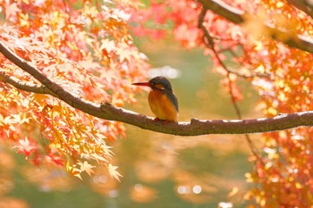 カワセミ 薬師池公園 2017年11月25日(土)