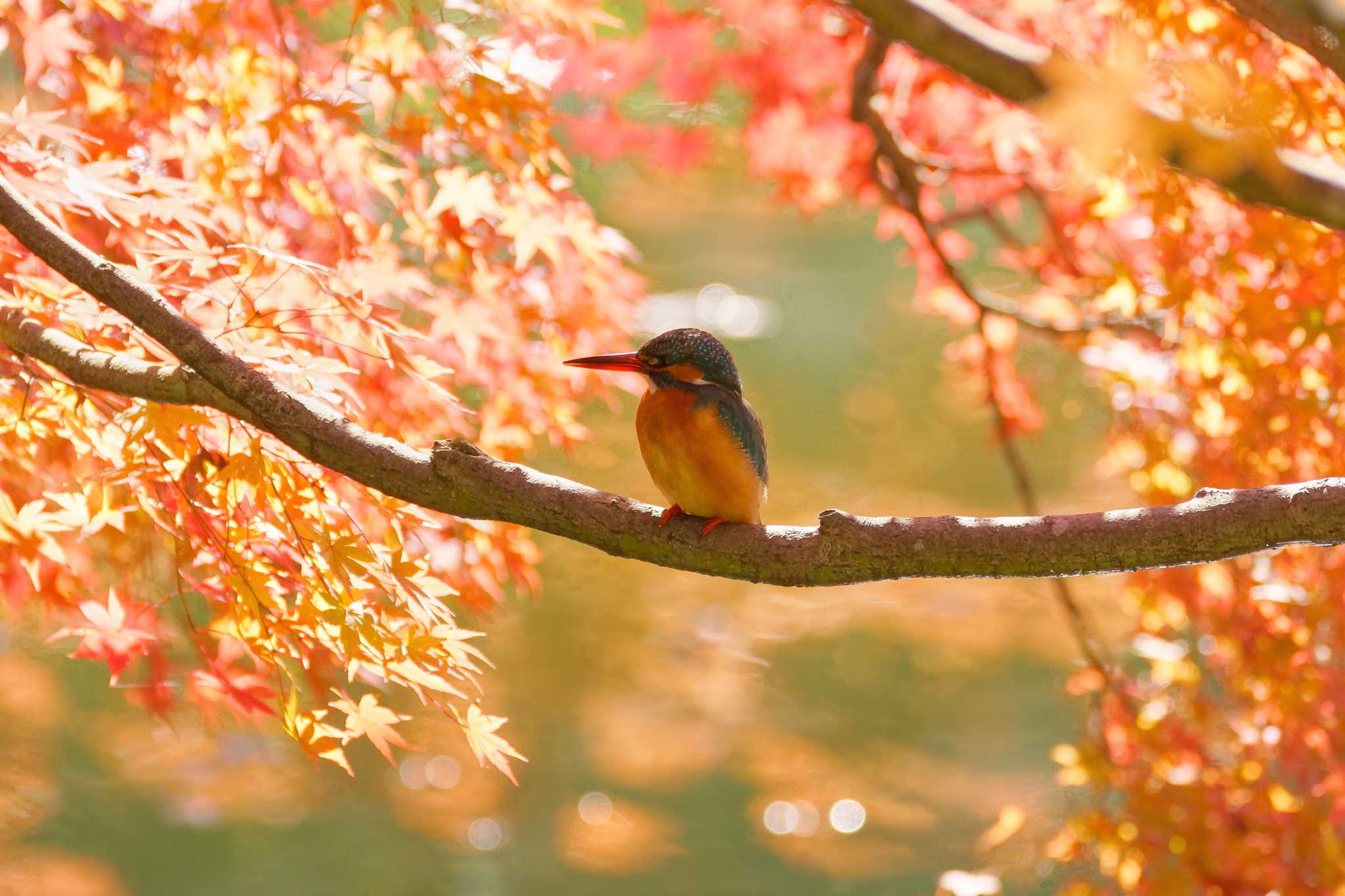 薬師池公園 カワセミの写真 by Shinichi.JPN