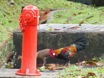 セキショクヤケイ Fort Canning Park (Singapore) 2017年10月30日(月)