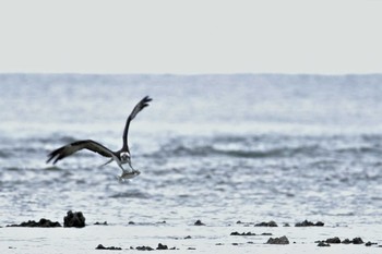 Osprey 米須海岸 Sun, 1/19/2020