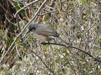 Brown-eared Bulbul 城ヶ島公園 Sun, 1/12/2020